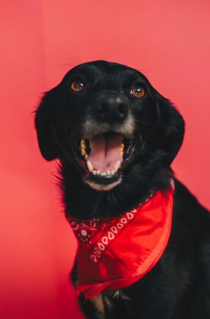 A Black Dog With A Big Smile Wearing A Red Scarf