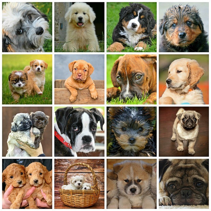 A Photo Collage Of Dogs