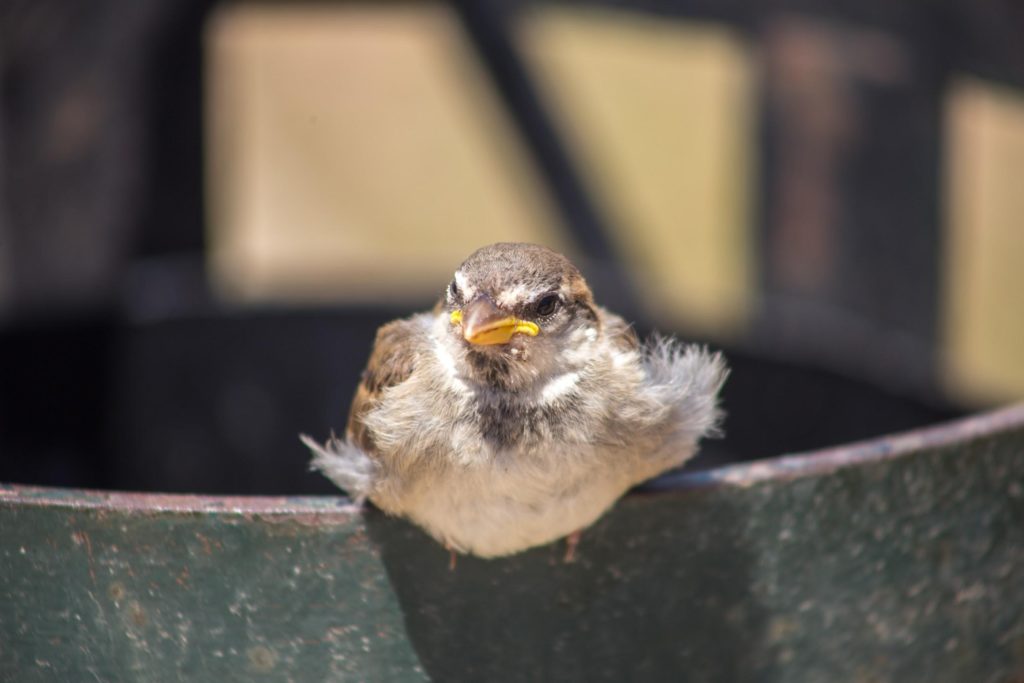 A Small Bird Sitting Down