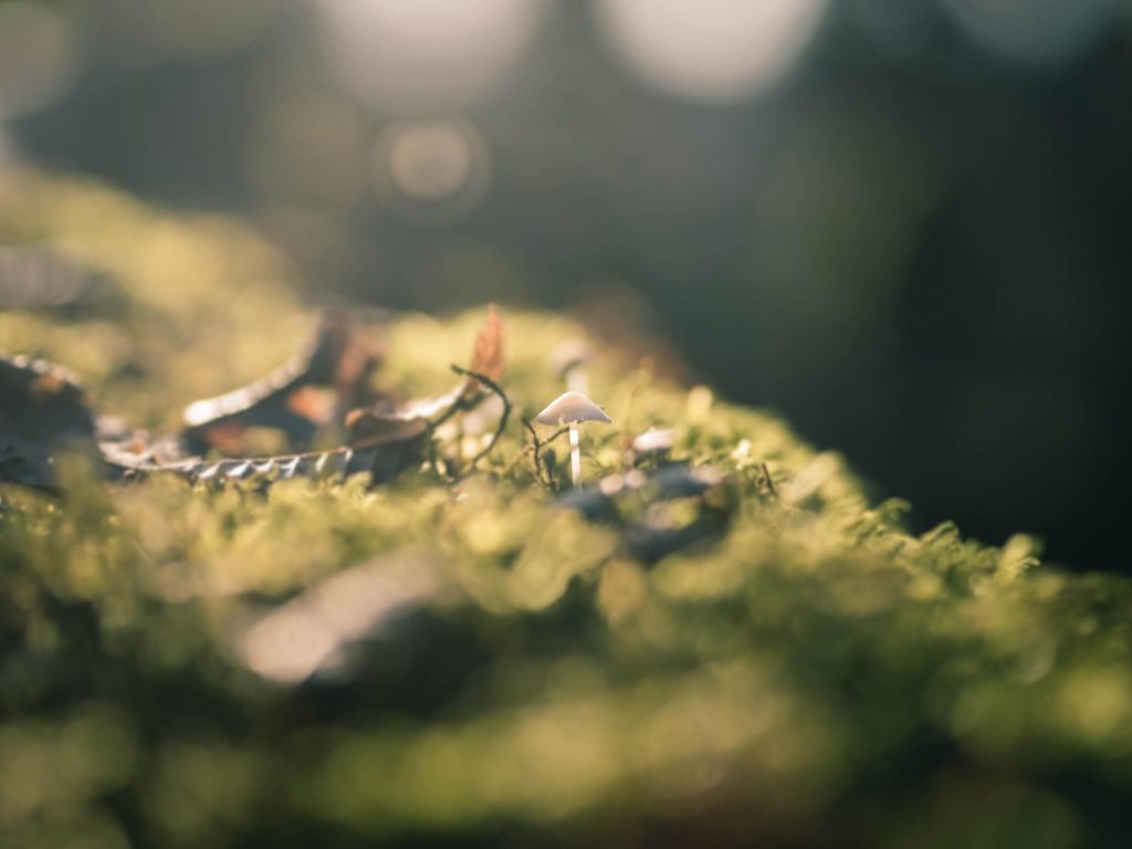 Zoom Up Photo Of A Mushroom